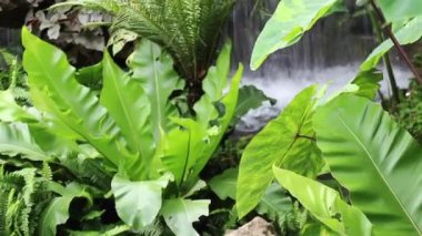 Yeşil bitkiler doğal çevreyi rahatlatıyor, stok görüntüleri