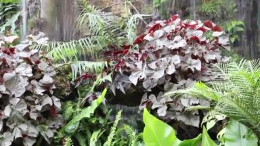 Yeşil bitkiler doğal çevreyi rahatlatıyor, stok görüntüleri