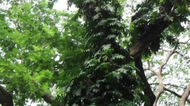 Yeşil bitkiler doğal çevreyi rahatlatıyor, stok görüntüleri