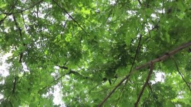 Yeşil bitkiler doğal çevreyi rahatlatıyor, stok görüntüleri