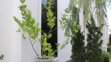 Asya tarzı açık hava zen bahçesi, stok görüntüleri.