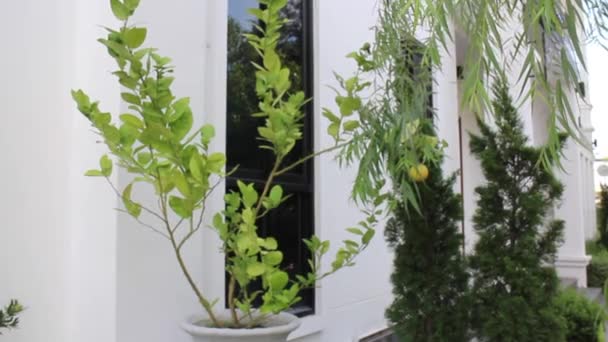 Asian Style Outdoor Zen Garden Stock Footage — Stok video