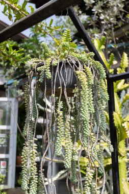 Açık hava bahçe dekorasyonu, stok fotoğrafı.