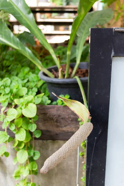 Minimal Style Decoration Outdoor Garden Stock Photo — Stockfoto