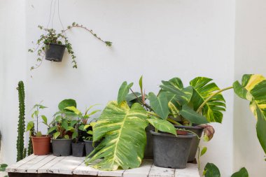 Açık hava bahçe dekorasyonu, stok fotoğrafı.