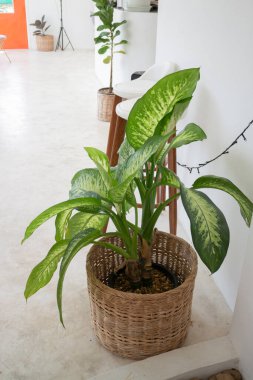 Kahve dükkanı dekorasyonu, stok fotoğrafı.