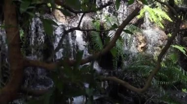 Tropical green plants relaxing garden, stock footage