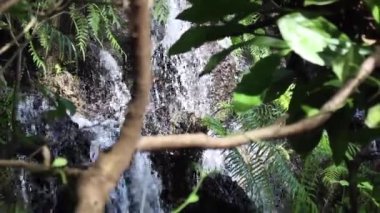 Tropical green plants relaxing garden, stock footage