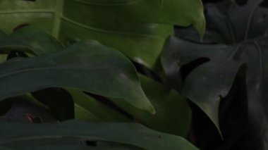 Tropical green plants relaxing garden, stock footage