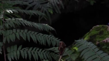 Tropical green plants relaxing garden, stock footage