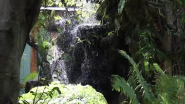 Tropical green plants relaxing garden, stock footage