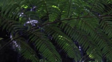 Tropical green plants relaxing garden, stock footage