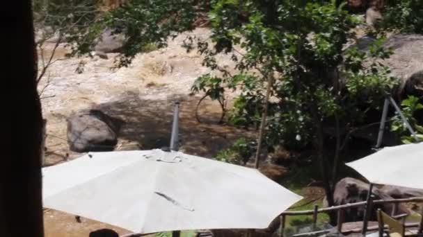 Banjir Sungai Yang Mengalir Menuruni Lereng Gunung Hutan Pegunungan Setelah — Stok Video