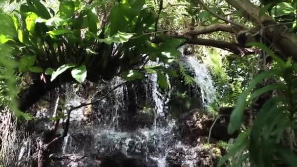 Tropical Green Plants Relaxing Garden Stock Footage — Vídeos de Stock