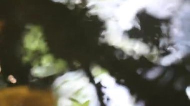 Renkli ve çok renkli. Akvaryumdaki balıklar, stok görüntüleri.