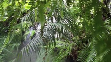 Tropical green plants relaxing garden, stock footage