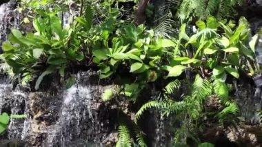 Tropical green plants relaxing garden, stock footage