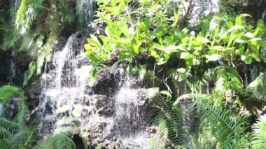 Tropical green plants relaxing garden, stock footage