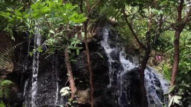 Tropical green plants relaxing garden, stock footage
