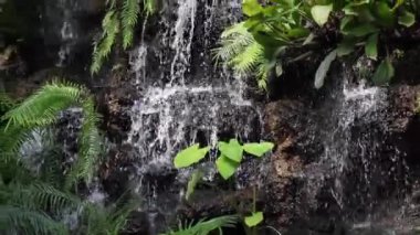 Tropical green plants relaxing garden, stock footage