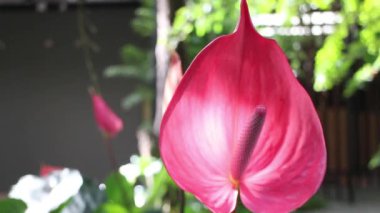 Tropical green plants relaxing garden, stock footage