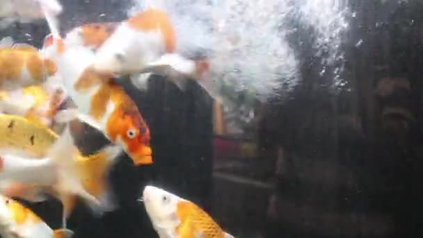 Kolorowe Wielobarwne Fantazyjne Karpie Ryby Akwarium Materiał Filmowy — Wideo stockowe