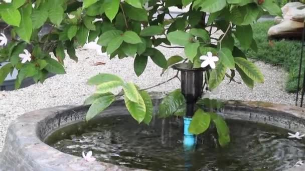 Tropical Green Plants Relaxing Garden Stock Footage — Vídeo de Stock