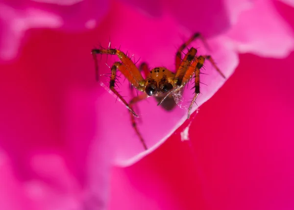 Spider in work — Stock Photo, Image