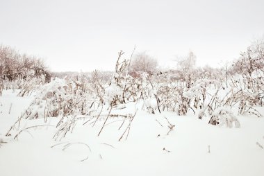 Grass and Trees Under Snow in the Winter