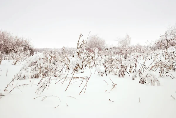 Grass and Trees Under Snow in the Winter — Stock Photo, Image