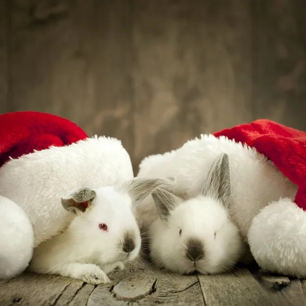 Tarjeta de Navidad con dos conejos blancos bajo gorras —  Fotos de Stock