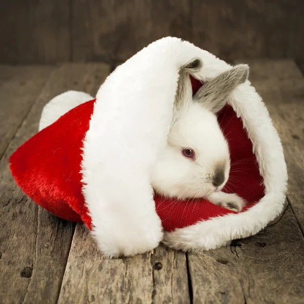 Cartão de Natal com Coelho Branco em Fundo de Madeira — Fotografia de Stock