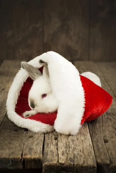 Christmas Card with White Rabbit on Wooden Background — Stock Photo, Image