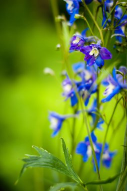 yeşil zemin üzerine mavi çiçek delphinium