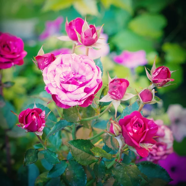 Bush rózsaszín rózsa — Stock Fotó