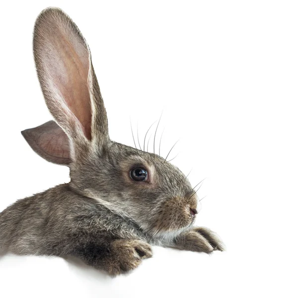 Rabbit on a White Background — Stock Photo, Image