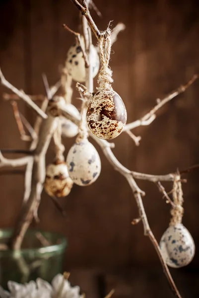Перепелиные яйца на ветке — стоковое фото