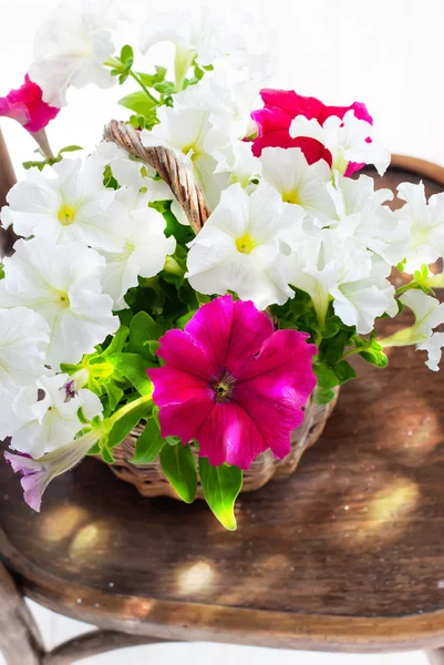 Petunia flowers in a wattled basket — Stock Photo, Image