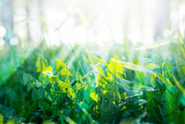 yaz yeşil çimen ve güneşli ışınları ile arka plan