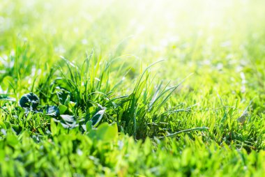 Sunshine düşmek bir ot, yaz arka plan alanında