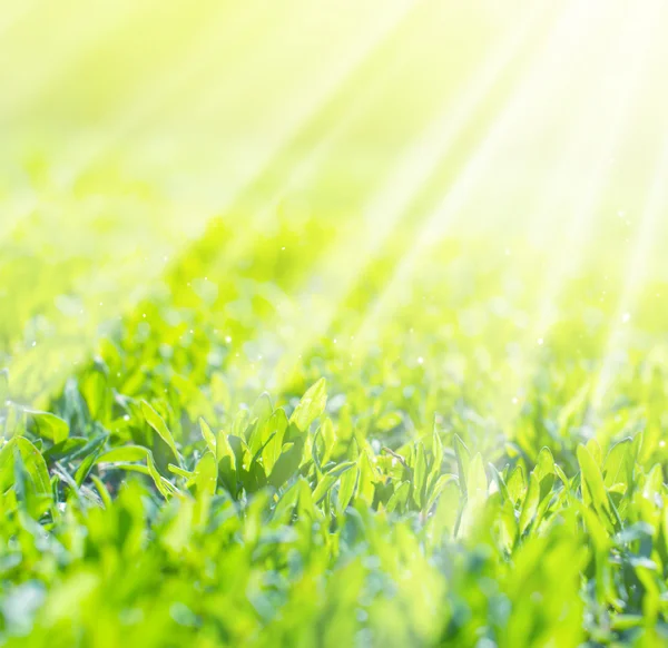 Güneş ışınları, kare arka plan içinde alan çim yakın çekim — Stok fotoğraf