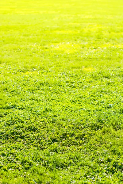 Grasveld in zonnestralen — Stockfoto