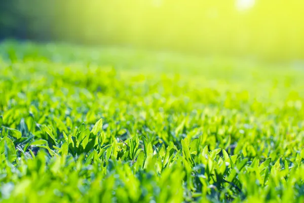 Närbild på fältet gräs i solstrålarna — Stockfoto