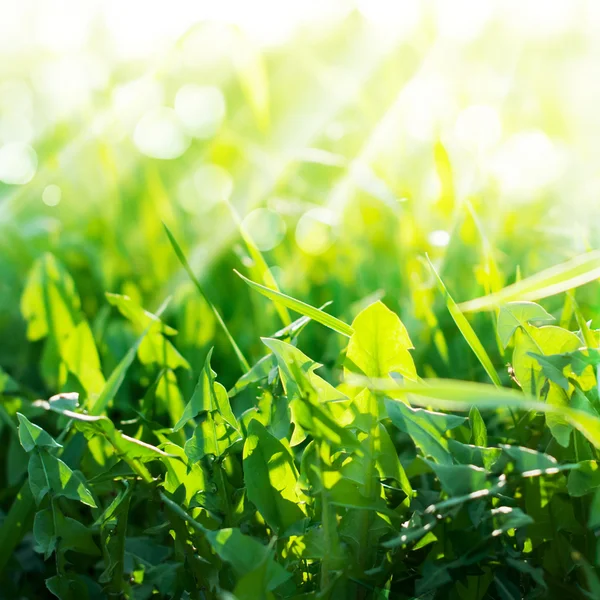 Güneş ışınları, arka plan içinde dandelions çimenler yeşil yaz — Stok fotoğraf