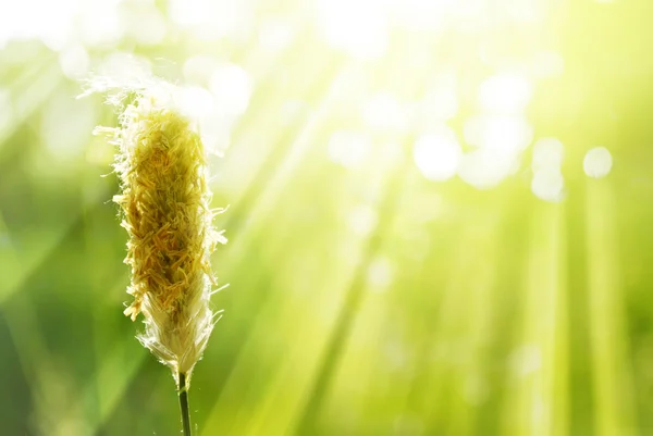 Orelha de grama no raio de luz solar, verão backgdound — Fotografia de Stock