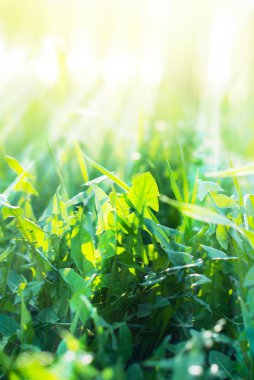 güneşli ışınları ile yaz yeşil çimen