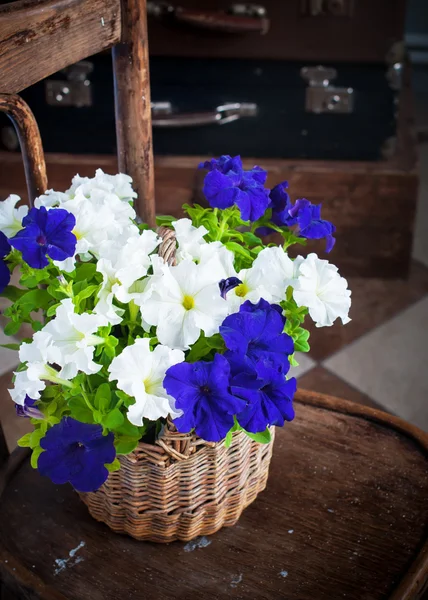 Petunia flowers — Stock Photo, Image