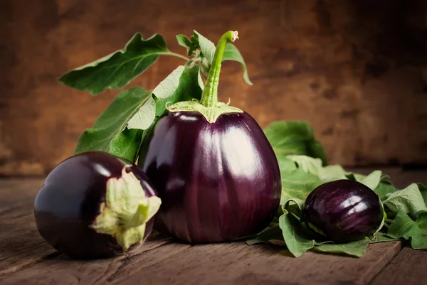 Arbre aubergines sur le fond en bois — Photo