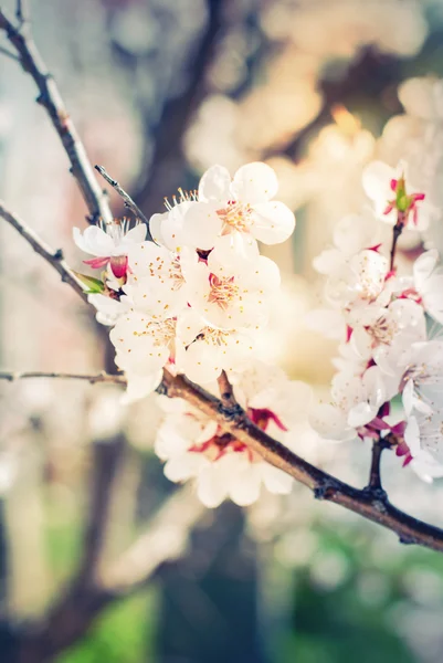 Fleurs blanches de cerise sur une branche — Photo