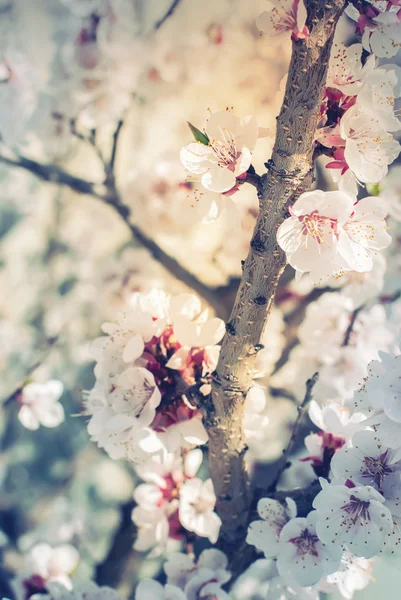 Fleurs blanches de cerisier, floraison printanière — Photo